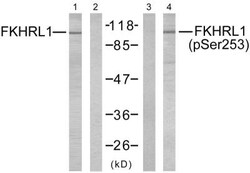 FOXO3, p Ser253 Antibody, Novus Biologicals 0.025 mL; Unconjugated:Antibodies,
